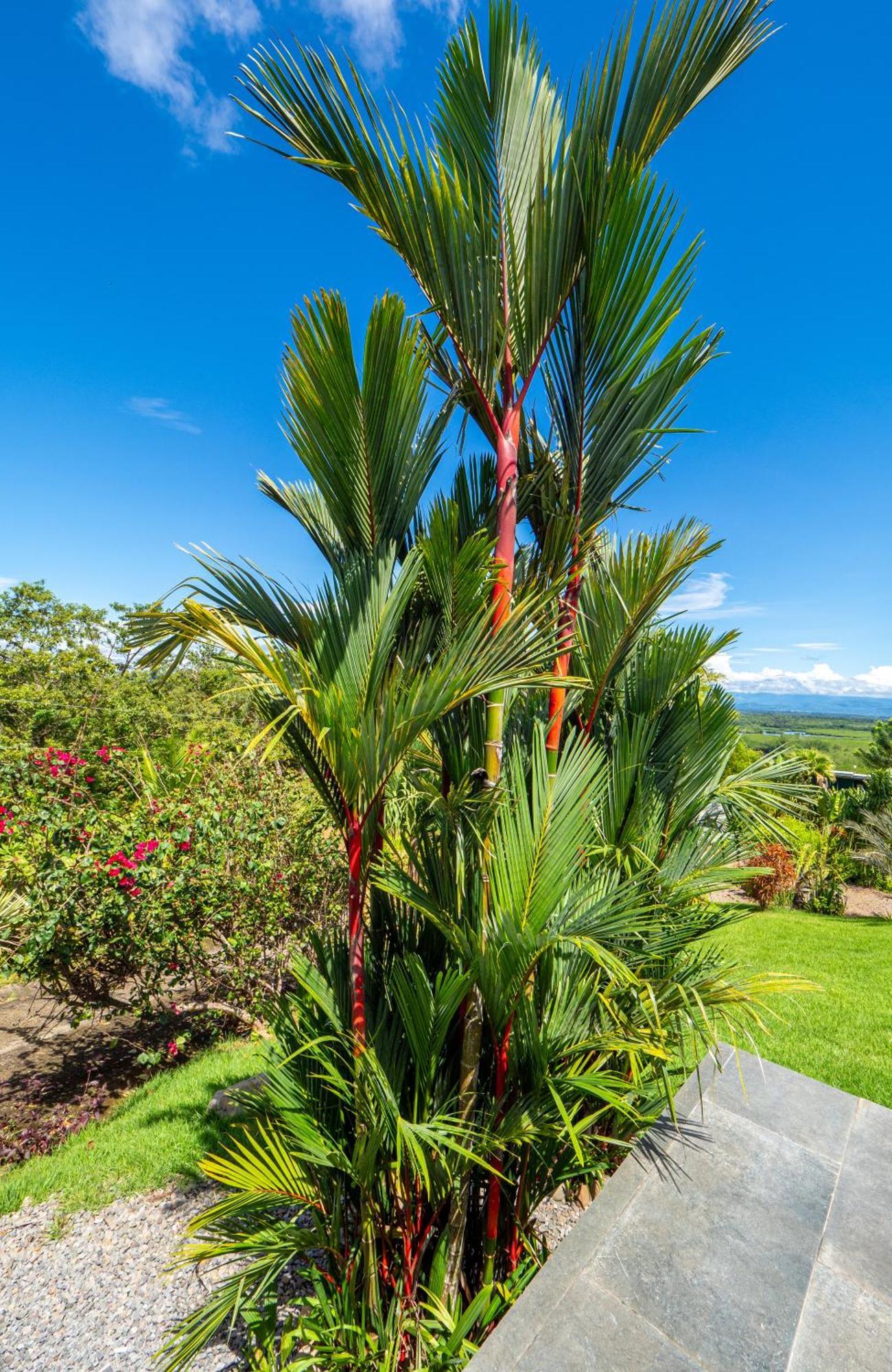 Colibri Holiday home Boca Chica